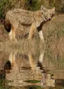coyot