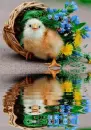 easter chick