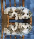 puppies