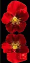 red pansy