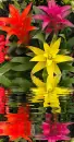 bromelia