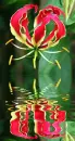gloriosa