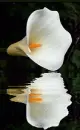 white lily