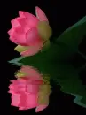 lotus flower