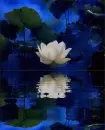 lotus flower in blue