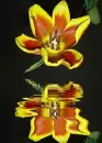 tulip