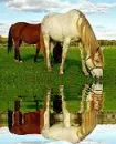 2 horse