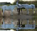 3 horse