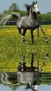 arabian horse