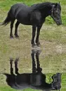 black horse