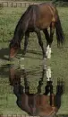 brown horse