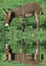 donkey foal