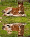 foal