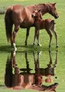 foal