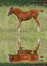 foal