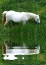 horse