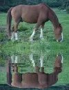 horse