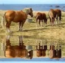 horses