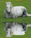 horse