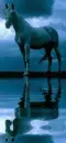 horse