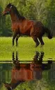 horse