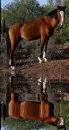 horse