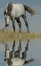 horse