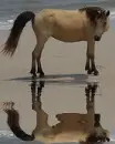 horse