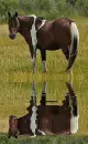 horse
