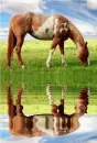 horse
