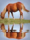 horse