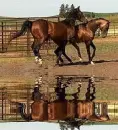 horses