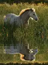 pony