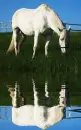 white horse