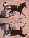 horse