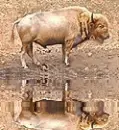albino bison