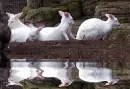 3 kangaroo