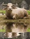bivaly
