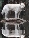albino dingo