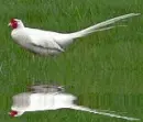 albino pheasant