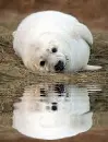 albino phoca