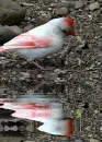 albino Northern Cardinal