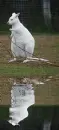 albino kangaroo