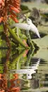 albino hummingbird