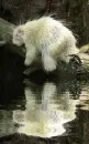 albino porcupine