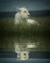albino lion