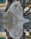 albino lion