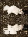 albino squirrel
