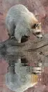 albino raccoon
