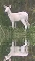 albino deer